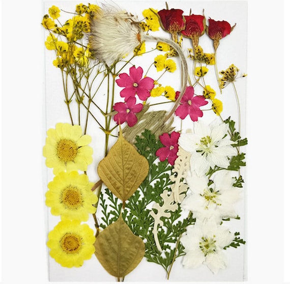 Dried Flowers Bulk Pressed Flower,a Pack of 18-25 PCS Dried Flat