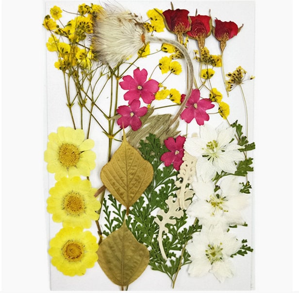 Dried Flowers Bulk Pressed Flowera Pack of 1825 PCS Dried Etsy
