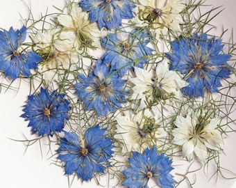 Purple Pressed Flowers: Nigella damascena Dried Flowers Petals, dry flowers,Floral Craft Supply (6 PCS)