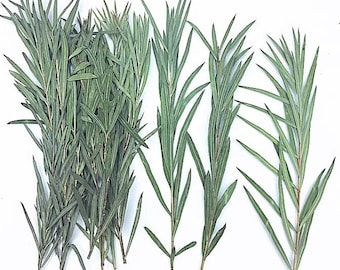 Pressed leaf A Pack of 10 PCS rosemary,Dried flower, plants Dried leaves,Pressed botanicals,Village craft gift