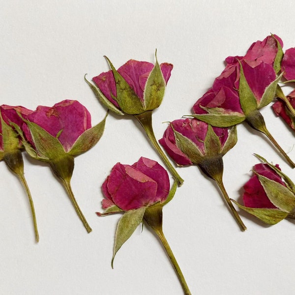 12 PCS/Pack,Dried Pressed,rose red Rose Buds Pressed, Real Dry Rose Flower Stems Tiny, Rose Buds Dry Preserved Flowers Small Rose Buds