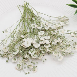 Wedding Flowers Invitaion,Set of 20 PCS White Baby's Breath Dried Pressed Flowers,Dried Real flat Flowers,Dry White Flowers5-8CM 画像 2