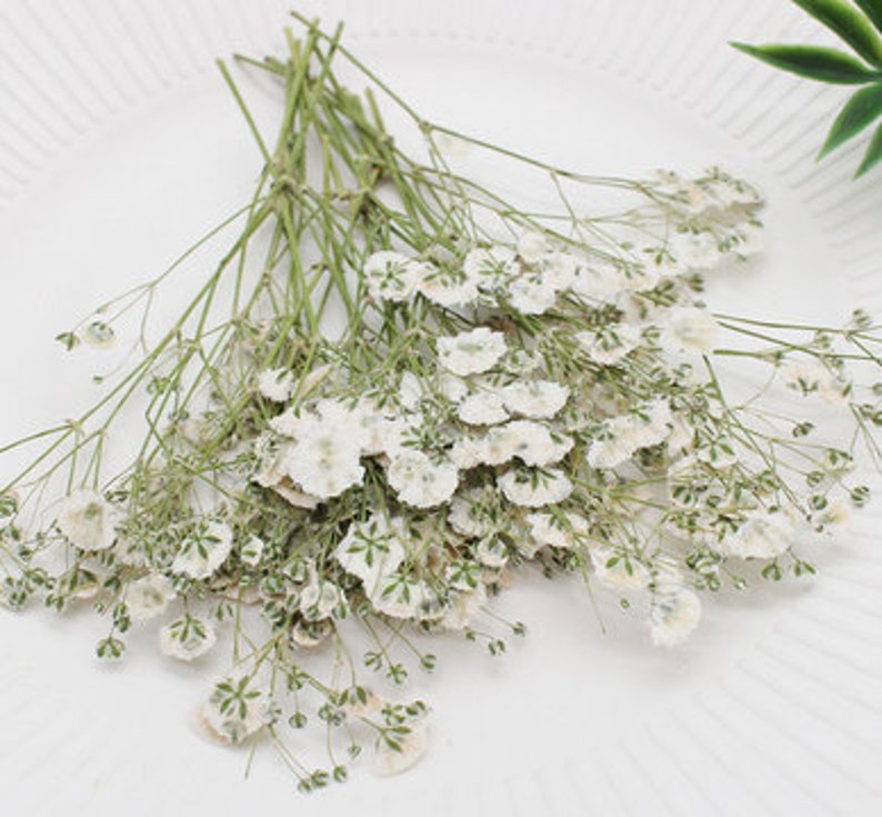 Wedding Flowers Invitaion,Set of 20 PCS White Baby's Breath Dried Pressed Flowers,Dried Real flat Flowers,Dry White Flowers5-8CM 画像 2