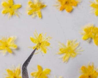 Yellow Pressed Flowers, Symplocos Paniculata, Dried Flower Petals (12 PCS)