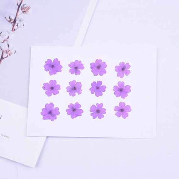 Pressed Flowers,  Delightfully Purple, Purple Collection, 33 pcs Dried  Florals by Aviana Xu