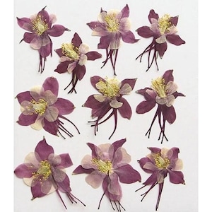 Fleurs pressées en vrac, 6 PCS/paquet, fleurs séchées plates, fleurs pressées, fleurs séchées violettes, fleurs séchées, fleurs séchées, fleurs séchées pressées