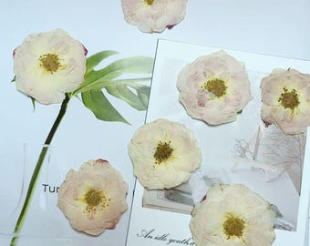 Pressed light pink brown Roses,light pink dried flat flower,Pressed Rose Flowers,6pcs/Pack,pink Dried Roses,Preserved Flat Roses(3.5-5cm)