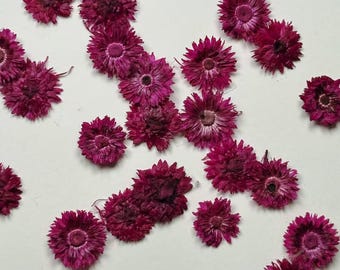 May include: Scattered dried burgundy flowers with a daisy-like appearance. The petals are spiky and surround a darker center. The flowers are arranged on a white surface, creating a natural, botanical theme.