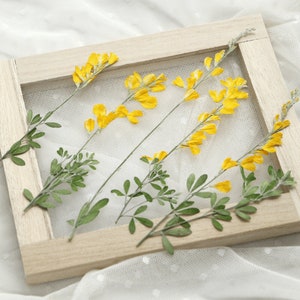 Pressed Flower,yellow Pressed Flower,8 PCS/pack,Pressed yellow Dried Flower Stem Real Pressed Flower Dry Natural Pressed Flowers