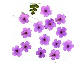 Purple Verbena Pressed Flowers - Resin Art Supplies (12 PCS/Pack)