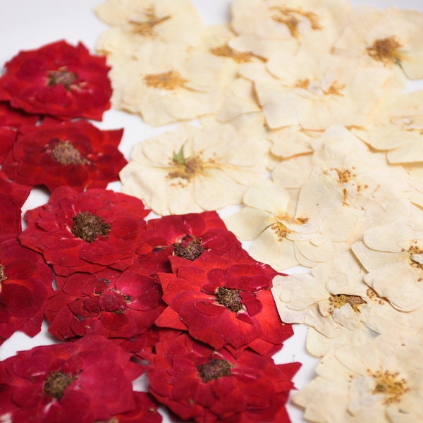 Gepresste Blumen, 6 Stück/Packung, getrocknete Blumen, rot beige weiße getrocknete Rosenblume, echte getrocknete gepresste Blumen, trockene Rosenblume für Harz (4–5 cm)
