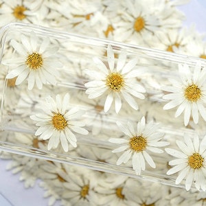 Pressed White Daisy,large Marguerite daisy 6 pcs/pack,Dry Flower Preserved White Daisies,Dried Flat Wild flowers（3-5cm)
