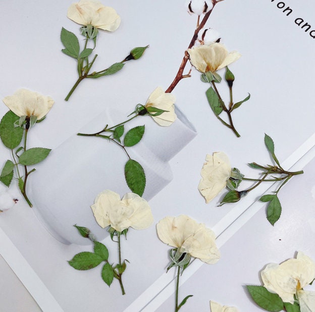 Pressed Flowersrose White Pressed Flowers 6 Pcs/packpressed - Etsy