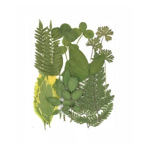 Pressed flowers for resin A Pack of 20 PCS Real Pressed Leaves,Dried Pressed Flower Green Dry leaf, Green leaf , Floral Valentine gift