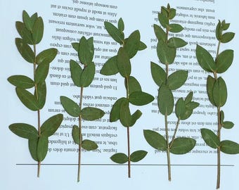 Pressed Eucalyptus Leaves: Floral Greenery, Resin Crafts (8 PCS)