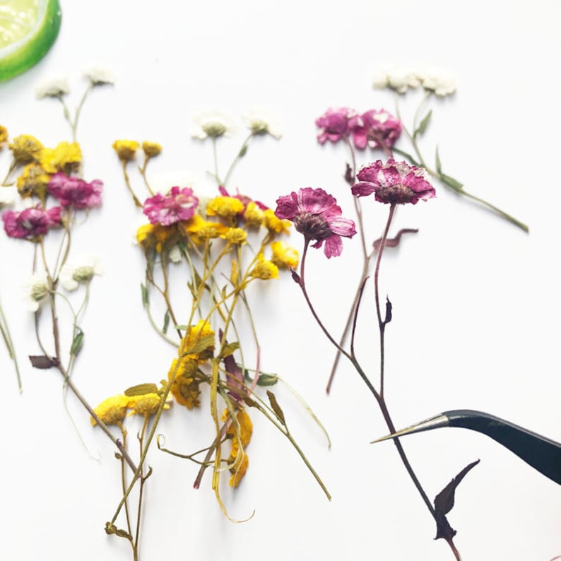 May include: Dried flowers in shades of yellow, pink, and white. The flowers are arranged on a white surface. A pair of tweezers is holding one of the pink flowers.