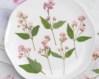 Pink pressed flowers,Pink pressed flowers,dried flower,A Pack of 6 PCS, pink flower,Pink flower bud flowers, Scrapbook flowers