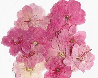 Cherry blossoms Dried Flowers (3-4cm) A Pack of 12 PCS ,Real Dried Flowers,Bulk pressed flower Floral,pink dry flowers,Dried Pressed flowers