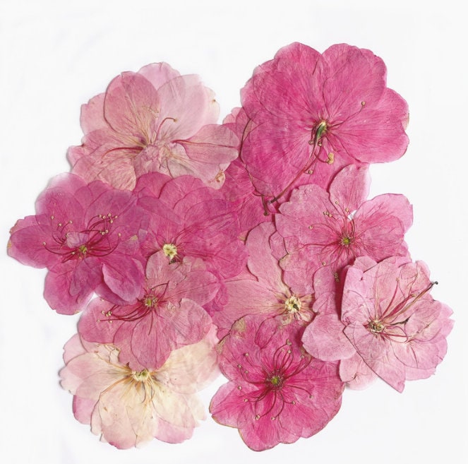 Cherry Blossoms Dried Flowers 3-4cm A Pack of 12 PCS real | Etsy