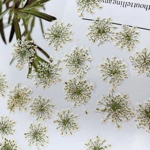 May include: A collection of dried white Queen Anne's Lace flowers, perfect for crafting and decorating.