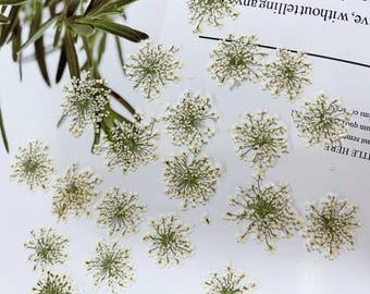 Pressed white lace flower, Snowflake 10 pcs/pack,Dry Flower White pressed flower ,Dried Flat Wild flowers