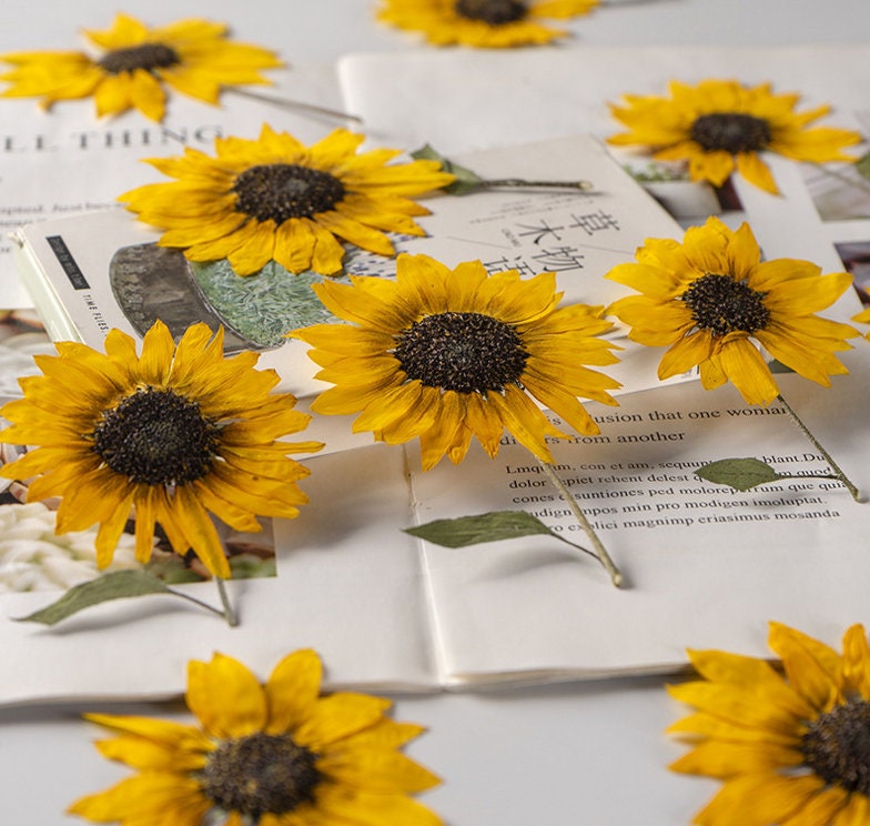 6 PCS Set (6-9CM) Dried Pressed Yellow Flower Stems, Real Pressed dried  Flowers, Flat Pressed Flower, Preserved Yellow Dried Flower Stems