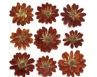 Fiori pressati color caramello, 6 steli di fiori secchi, materiale per artigianato