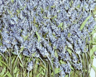 Blue Sage Pressed Flowers, Natural Floral, 10 PCS