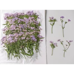 May include: Dried purple flowers with green stems and leaves. The flowers are arranged in a large cluster and several smaller individual stems. The background is white.