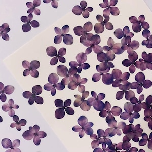 pressed flowers,small purple pressed flowers,12 PCS/PACK, purple flower,Dried flower,dried flowers,pressed flower,Hydrangea pressed flower