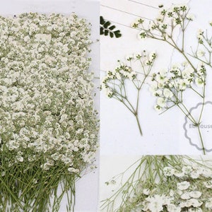 Wedding Flowers Invitaion,Set of 20 PCS White Baby's Breath Dried Pressed Flowers,Dried Real flat Flowers,Dry White Flowers5-8CM 画像 1