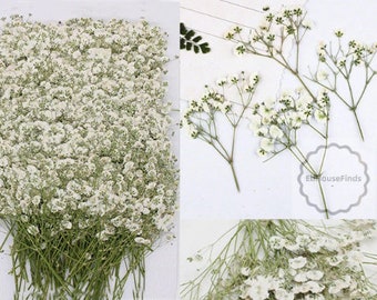 Uitnodiging voor bruiloftsbloemen, set van 20 stuks witte gipskruid gedroogde geperste bloemen, gedroogde echte platte bloemen, droge witte bloemen (5-8 cm)