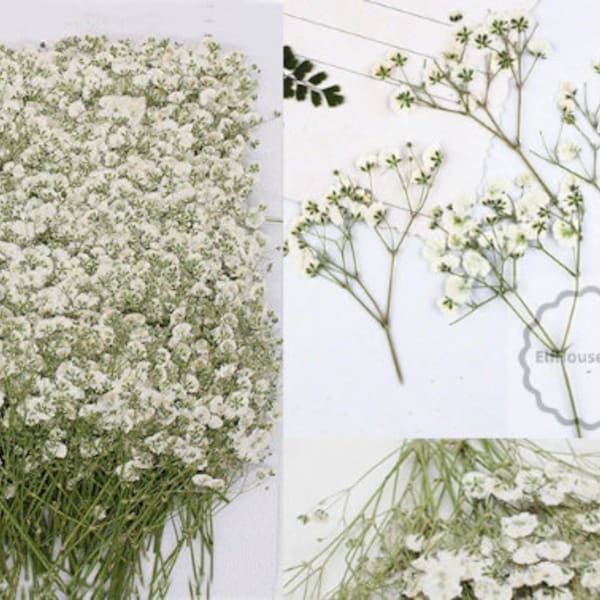 Uitnodiging voor bruiloftsbloemen, set van 20 stuks witte gipskruid gedroogde geperste bloemen, gedroogde echte platte bloemen, droge witte bloemen (5-8 cm)