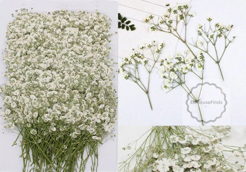 Wedding Flowers Invitaion,Set of 20 PCS White Baby's Breath Dried Pressed Flowers,Dried Real flat Flowers,Dry White Flowers5-8CM 画像 1