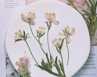 Pressed flowers,Light Pink Pressed flowers,dry flower stems,6 PCS/pack,dry Pressed flowers,dried flower,Pink Dried Pressed flower