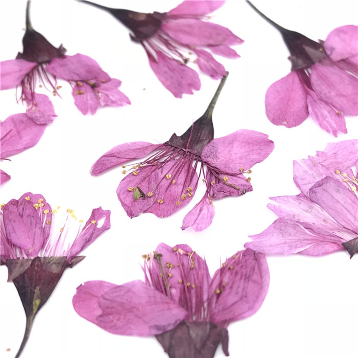 Cherry blossoms Dried Flowers A Pack of 12 PCS Real Dried | Etsy