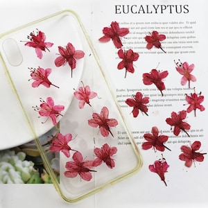 Light Red Pressed Rhododendron Flowers (12 PCS/Pack)