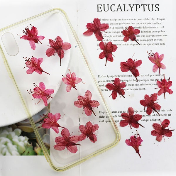 Light red Small Pressed flowers,12PCS/Pack,dried Rhododendron Pressed flowers,dried flower,red  petal Dried Pressed flower（2-2.5cm)