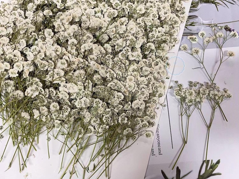 May include: A bunch of dried baby's breath flowers with white blossoms and green stems. The flowers are arranged on a white surface.