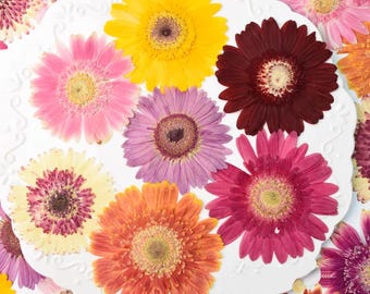 Pressed Gerbera Flower, 2 PCS/Pack dried gerbera daisies,Flat Dried Chrysanthemum, Floral Craft Supply