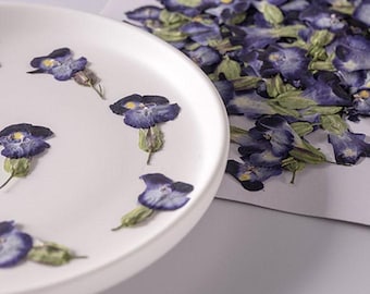 Summer Viola Pressed Flowers, 12 PCS Bulk, Resin Crafts