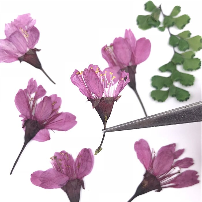 Cherry blossoms Dried Flowers A Pack of 12 PCS Real Dried Etsy