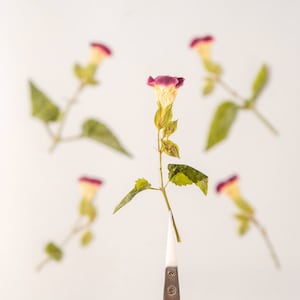 Fiori pressati, fiori pressati rosa rossa, 8 pezzi/confezione, fiori pressati, fiori secchi rosa rossa, fiori secchi rossi pressati, fiori secchi