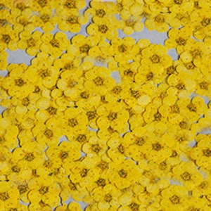 pressed flowers,yellow pressed flowers,20 PCS/Pack, Small Nail Dried Flower, yellow Dried flower,Small Narcissus yellow flower（0.5-0.8cm)