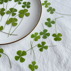 May include: A white plate with a gold rim, decorated with green four-leaf clovers. The plate is on a white surface with more clovers scattered around it.