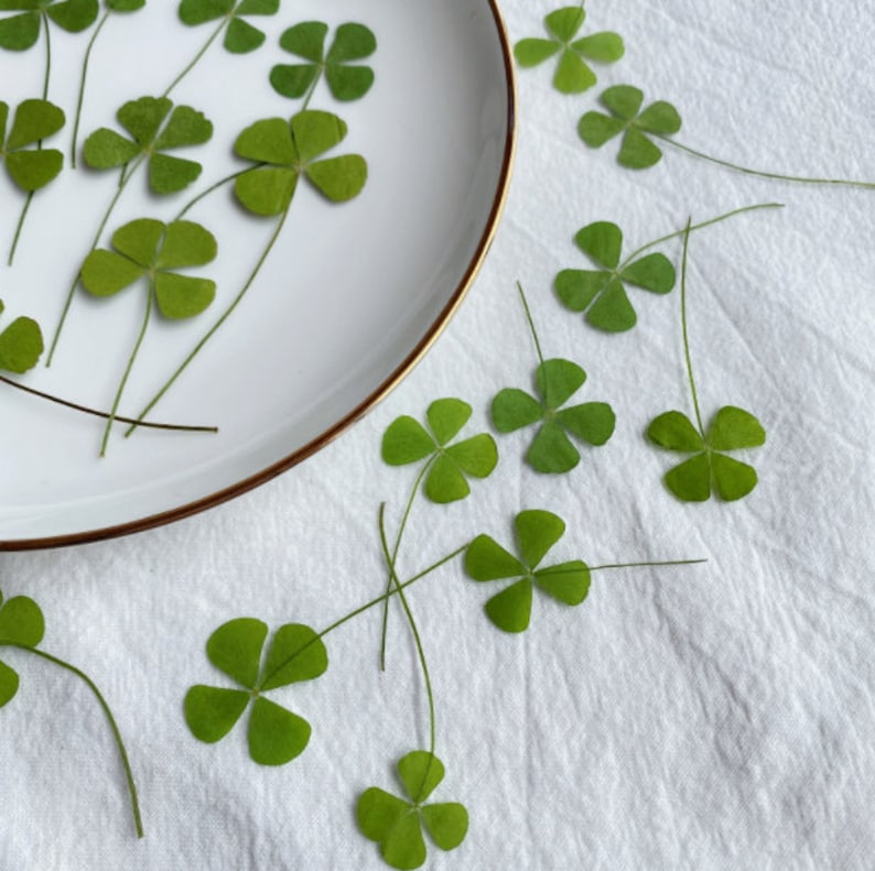 May include: A white plate with a gold rim, decorated with green four-leaf clovers. The plate is on a white surface with more clovers scattered around it.