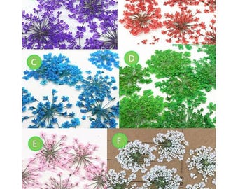 Lot de 10 PCS, fleur séchée, fleur séchée, fleurs plates pressées, spécimen de plante en relief, pétales de fleurs séchées, fleur de dentelle sèche (1,5-2,5 cm)