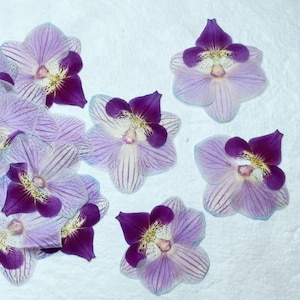 Pressed flowers,yellow pressed flowers,Butterfly Orchid, purple Butterfly Orchid dried pressed flower,Wedding Flowers Invitaion