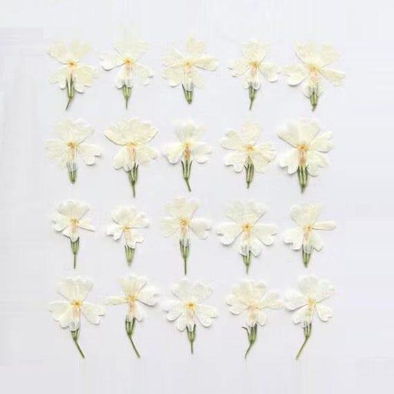 押し花、12個/パック、押し花、ドライフラワー、プリザーブドフラワー
