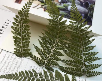10 PCS Pressed Green Fern Leaves: Dried Flowers for Resin Crafts